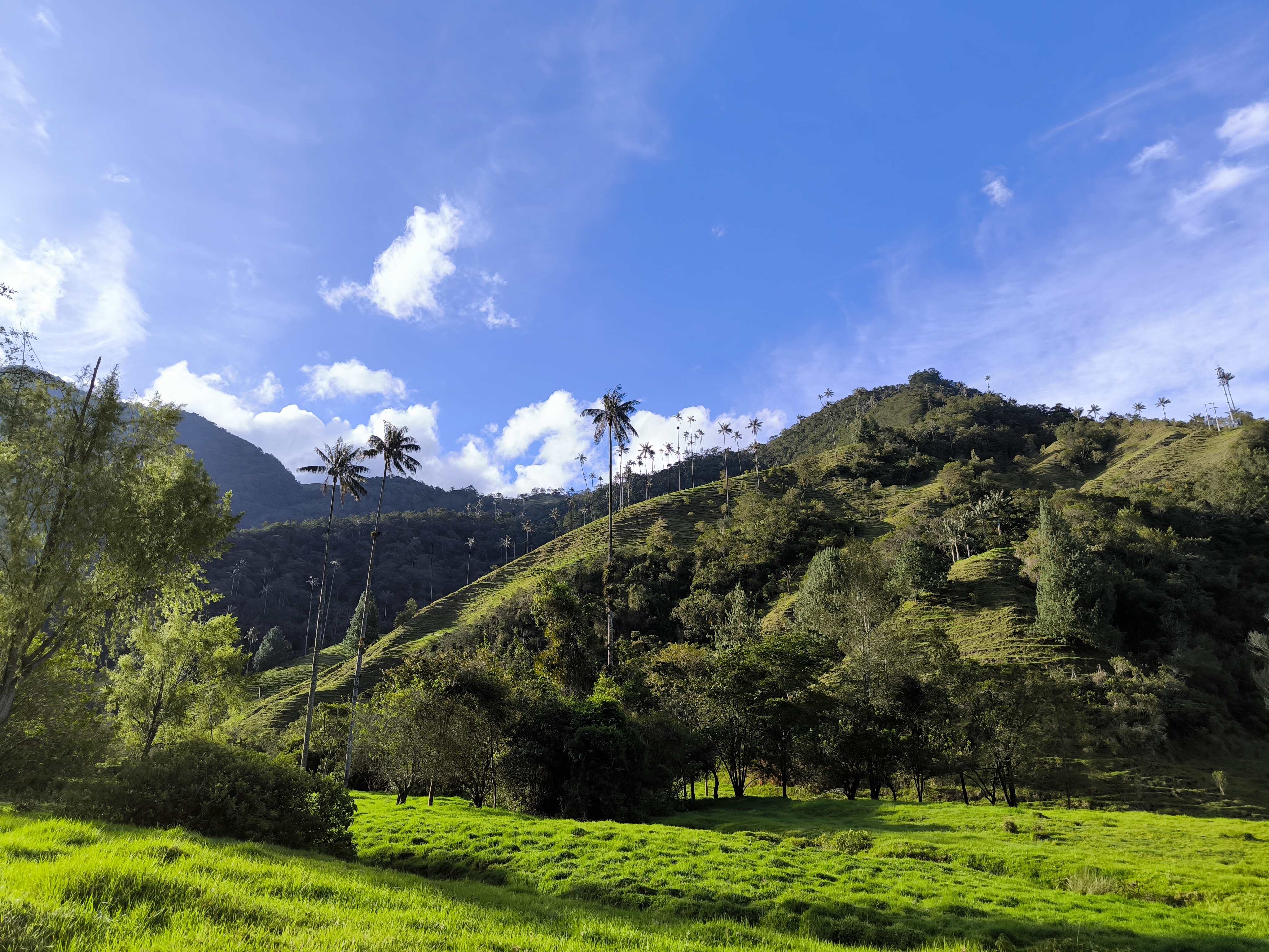 A view of the beautiful Valle de Cocora.